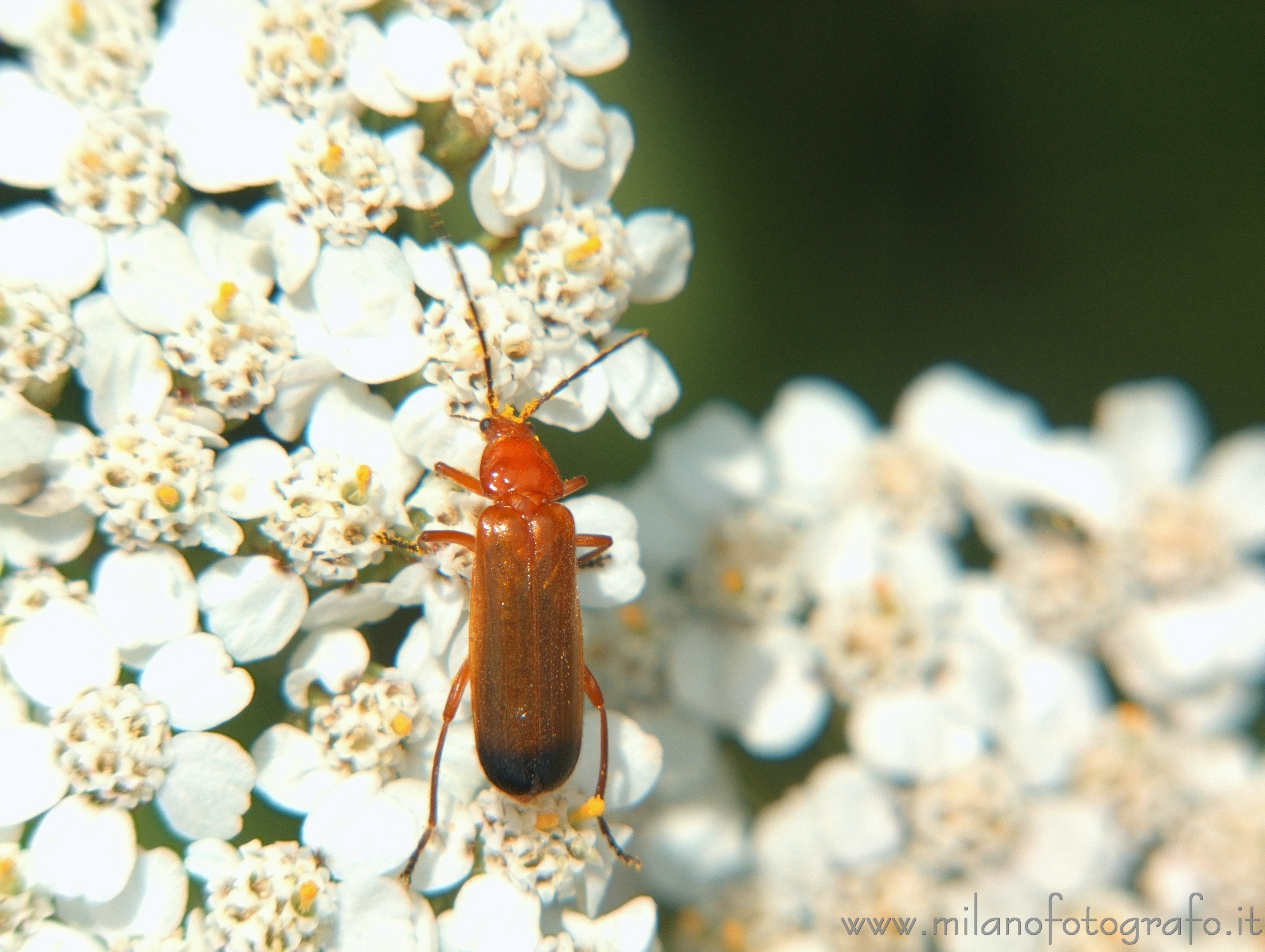 Campiglia Cervo (Biella) - Rhagonycha fulva